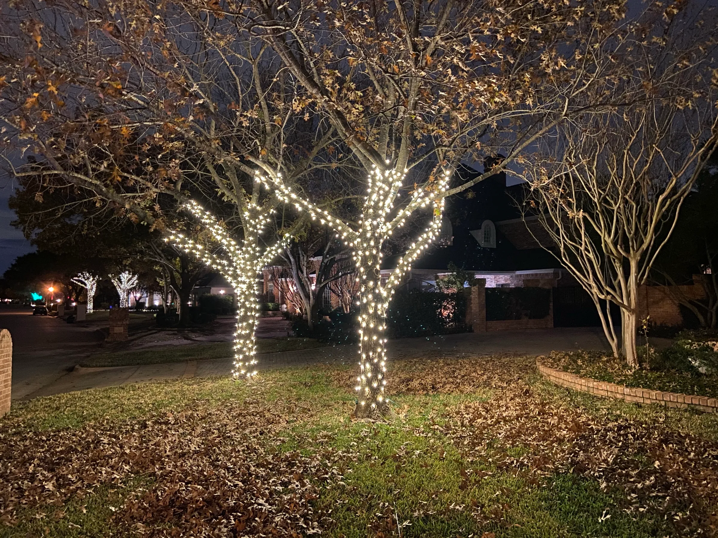 Mature trees with trunks and main limbs wrapped in warm white lights at a property entrance at night.